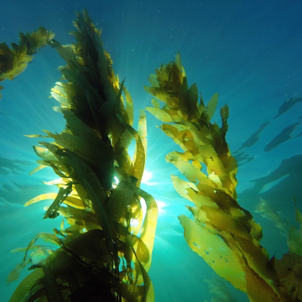 FSS Giant Sea Kelp Extract G